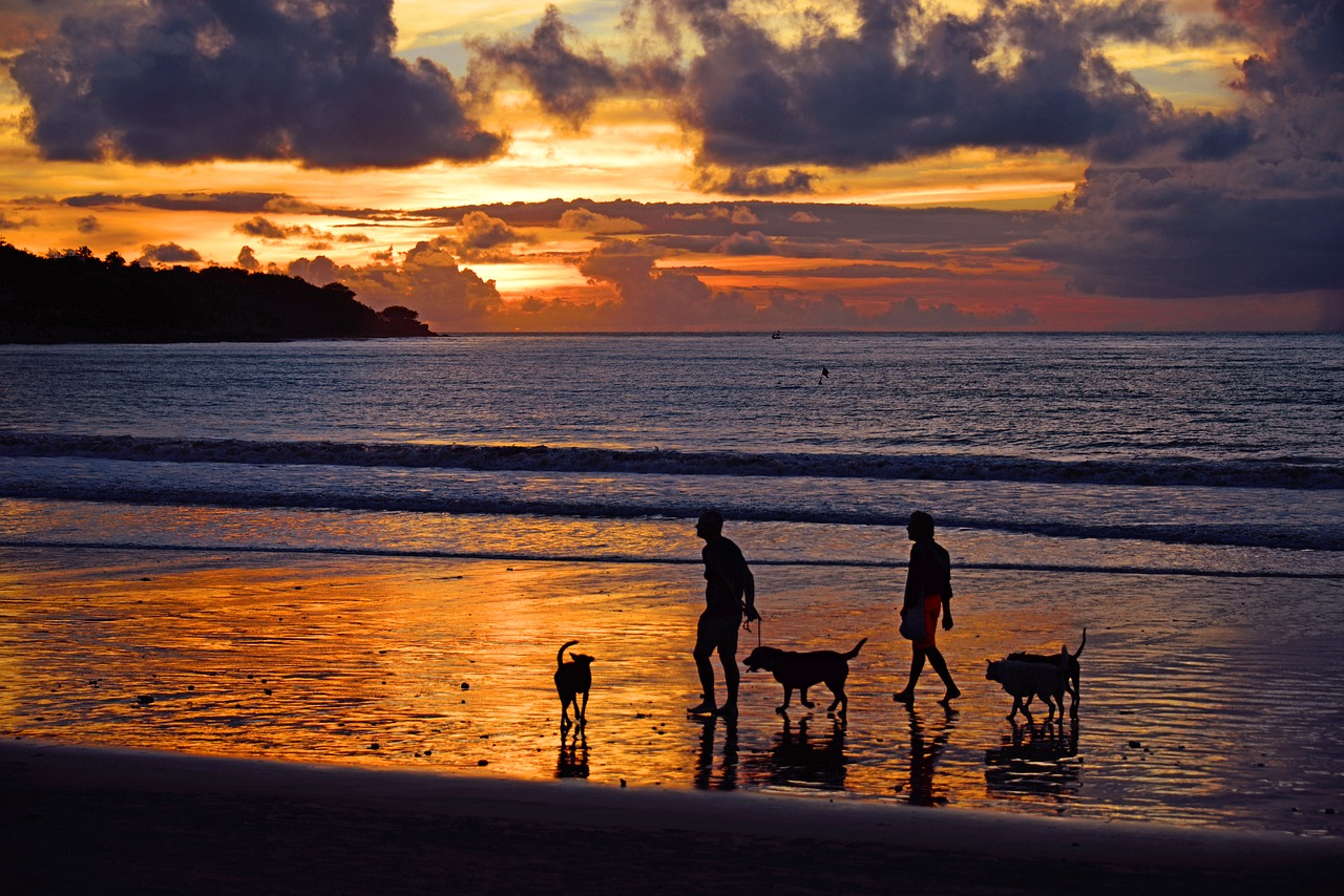 partir-plage-avec-chien